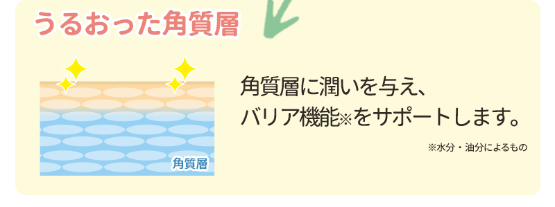 うるおった状態の角質層は、角質層に潤いを与え、
													   バリア機能※をサポートします。